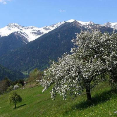 Maddalene Primavera
